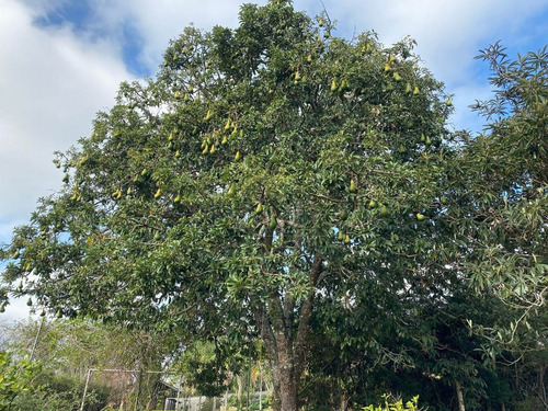 Chácara Para Venda No Bairro Vale Do Atibaia Em Piracaia Sp - Ch00038 - 68196420
