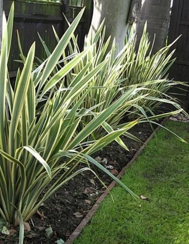 Imagen 4 de 5 de Paisajismo Diseño De Jardines Colocacion De Césped. Cercos
