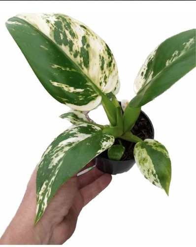 Filodendro Pacová Variegata - Linda Muda - Pequena - Raro