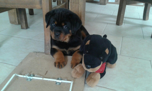 Rottweiler Cachorros