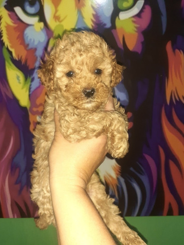 Imagen 4 de 5 de Caniche Marron Vacunado