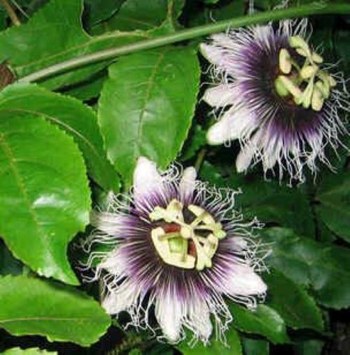 Planta De Maracuyá (passiflora Edulis) - 50 Cm