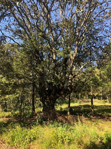 Imagen 3 de 12 de Venta De Terrenos En Amealco De Bonfil, Querétaro