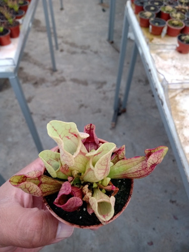 Sarracenias Púrpurea Y Scarllet Belle