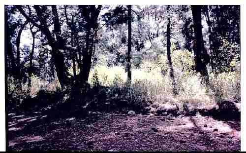 Imagen 1 de 4 de Se Vende Terreno Campestre Temasacaltepec Edo De Mexico