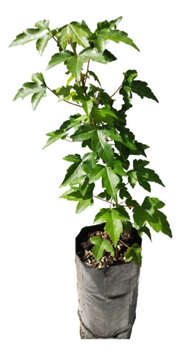 Arce Tridente Japones Maple Burguerianum ( De Semilla)