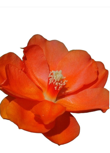 No Semilla Pereskia Bleo Flor Anaranjada Envío Gratis!!