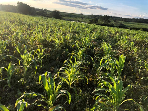 Imagem 12 de 25 de Linda Fazenda Na Bahia!!!!!