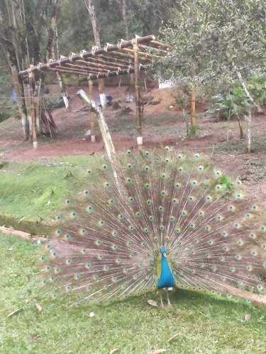 Sítio Eraz Com Piscina, Cachoeira, Campo De Futebol,
