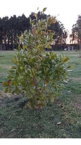 Imagen 7 de 18 de Chacra Mercedes (1,5 Hectareas) Único Por Su Forestación