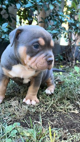 Cachorro American Bully Pocket Último 