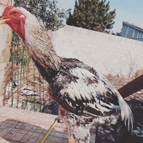 Imagem 2 de 2 de Ovos De Índio Gigante