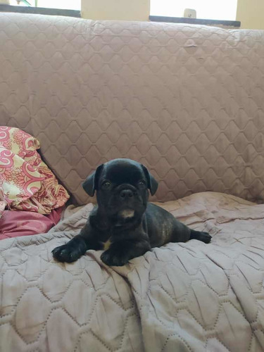 Bulldog Francês