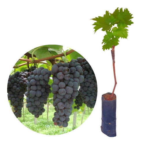 Muda De Uva Venus Enxertada Sem Caroço Para Produzir