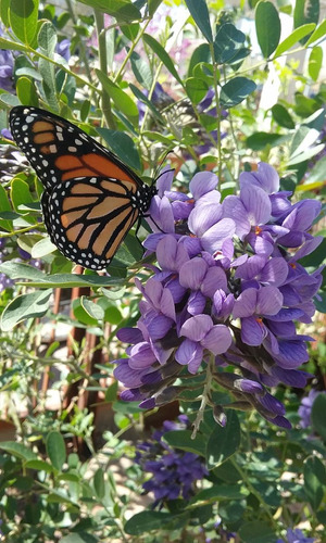 Arbolito De Wisteria (6 Semillas) Las Mejores!