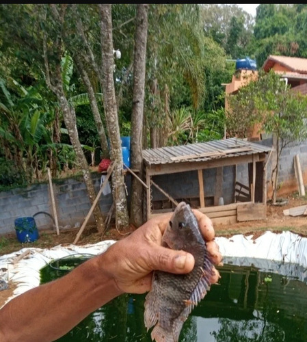 Imagem 10 de 10 de Chácara Ibiuna 1.000 Mts Casa,piscina,próximo Ao Asfalto!!!!