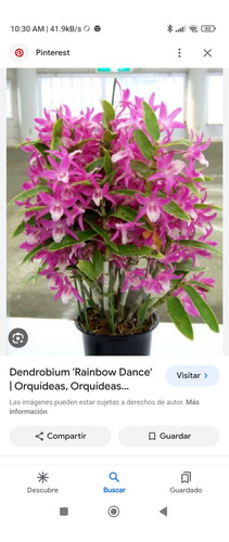 Orquídea Dendro Raibow Dance Arkane Muda