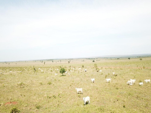 Imagem 8 de 30 de Fazenda À Venda Em Camapuã/ms - Fa00125 - 69071376