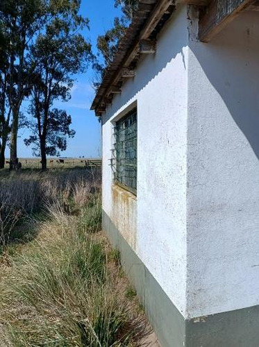 Venta De Importante Campo Ganadero Entre Baker Y Benito Juárez, Buenos Aires.