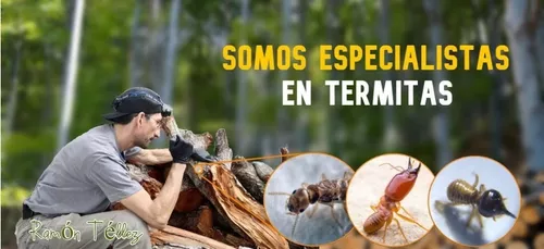 Control Termitas (fumigación) | MercadoLibre