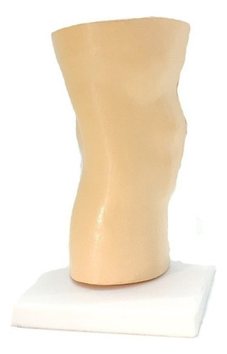 Modelo Muscular De Ligamento De La Zona De Rodilla Humana