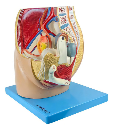 Anatomic Pelvis Feminina Em 2 Partes