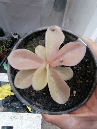 Semillas Plantas Carnívoras