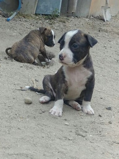 Pitbull Bebe Hembra Mercadolibre Com Ec Pitbull Bebe Hembra Mercadolibre Com Ec