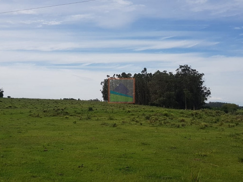 Imagen 3 de 14 de Campo 57 Hás En Garzón