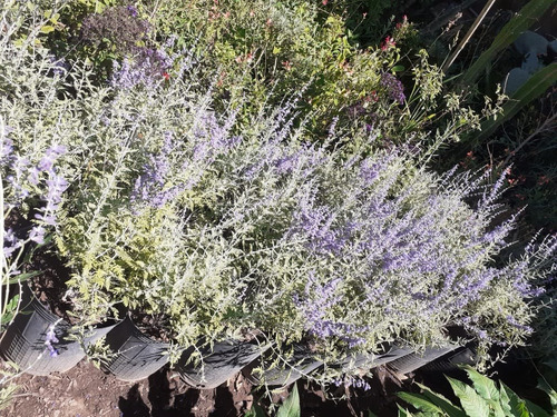 Perovskia Atriplicifolia, Salvia Rusa, Perowskia 7lts