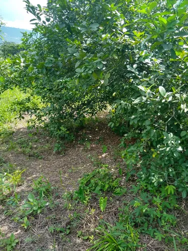 Venta Finca La Mesa-via San Javier (af-4857).