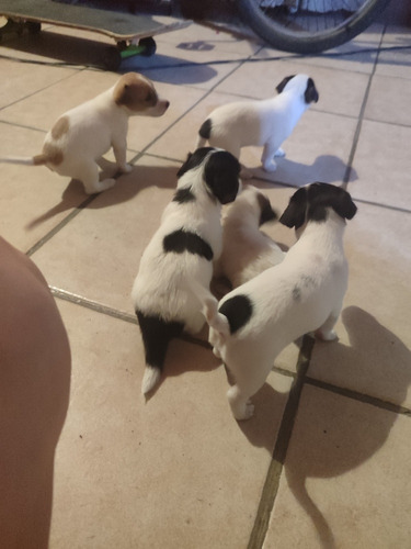 Jack Russell Cachorros