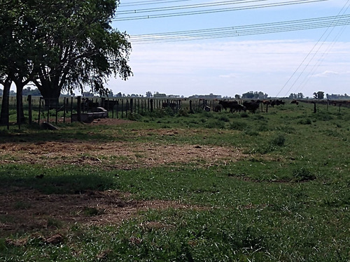 Imagen 6 de 12 de Campo En Venta En Lobos- Carboni