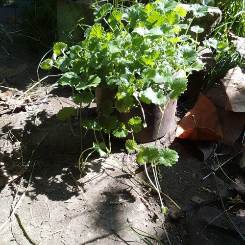 Centella Asiática Planta