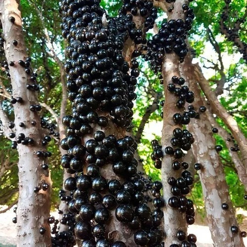 Imagem 5 de 7 de Fertilizante Forth Adubo Para Frutas - 25kg