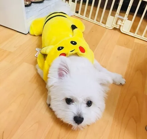 Fantasia Pet Pikachu  Para Cachorro e Gato