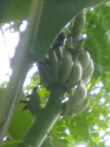 Platano Roatan, Castilla, Manzano, Morado, Dominico, Plantas