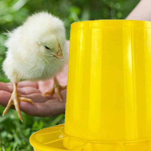 Para Pollos Para Pollitos Para Pollos Sin Desperdicio