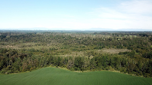 Bosques De Estaquilla