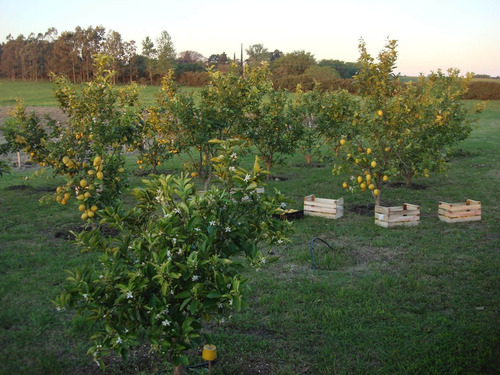 Quinta En Venta De 3 Dormitorios En El Caño