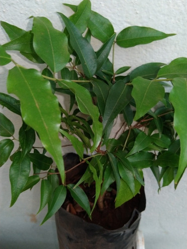 Jabuticaba De Polpa Rósea - Muda De Semente 20 Cm