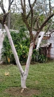 Imagem 4 de 14 de Chácara Em Itanhaém - 1100 M² - 9606 R