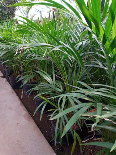 Imagen 6 de 9 de Palmera Areca - Hermosa-e Gratis Caba Y Gba
