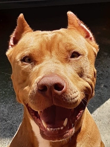 Filhotes De Pit Bull