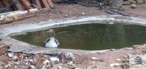 Imagem 3 de 13 de Chácara A Venda Ceara Mirim