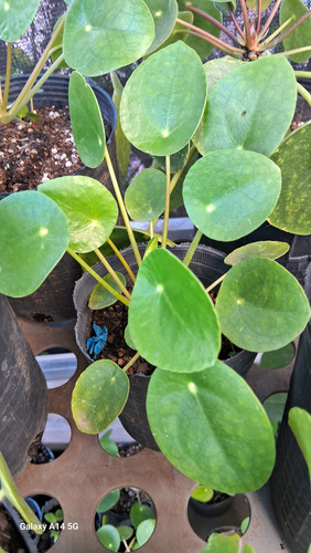 Plantas Pilea Peperomia
