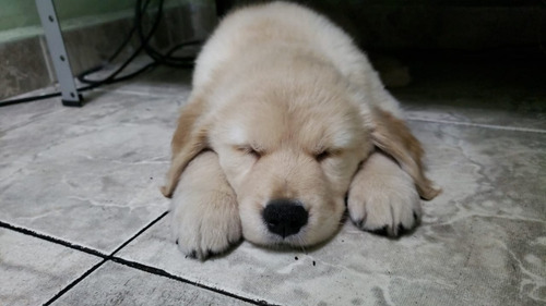 Filhote Femea Golden Retriever 50 Dias