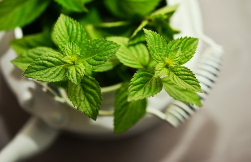 Sementes De Hortelã Menta