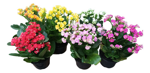 Planta Kalanchoe Pack 6 Unid Envío Gratis 