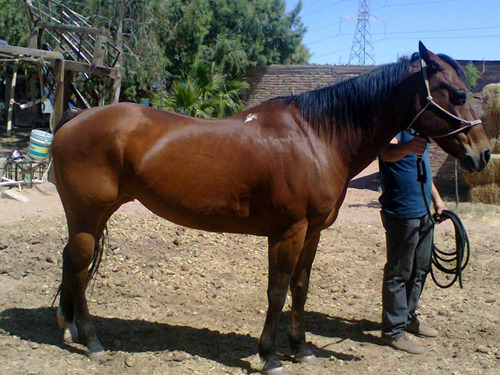 Yegua 1/4 De Milla $21,000 Colorada Con Rienda. (Usado)